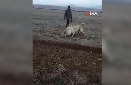 Köpekleri acımasızca dövüştürdükleri anlar kamerada