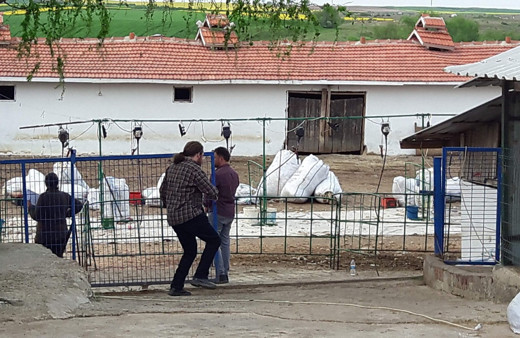Koyun kırkma sırasında elektrik akımına kapıldılar: 1 ölü, 10 yaralı