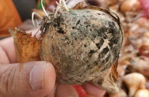 Ankara'da zam gelecek diye bekletilen soğanlar depoda çürüdü