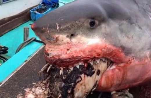 Dev beyaz köpekbalığı ağzında korkunç görüntüler