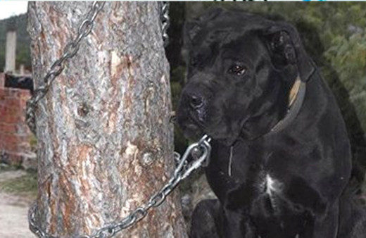 Sapıklığın böylesi! Kütahya'da köpeğe tecavüz ilçeyi ayağa kaldırdı