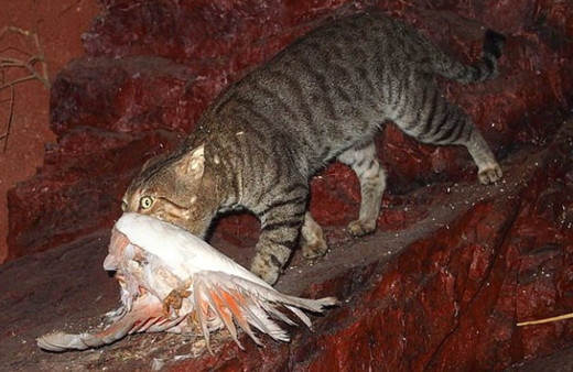 Zehirli sosislerle, 2 milyon kedi katledilecek!