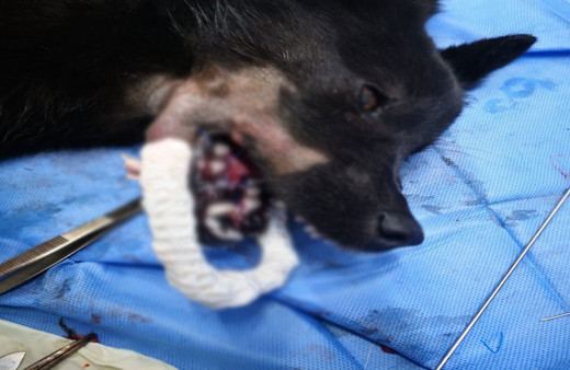 Çenesi parçalanan yavru köpek için seferber oldular