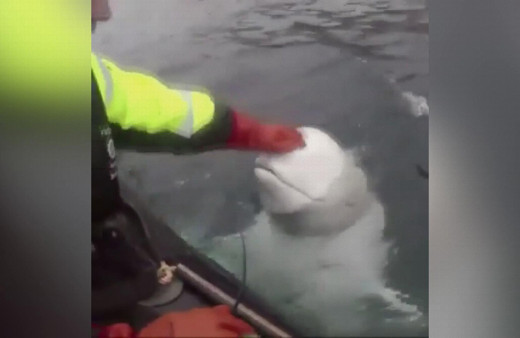 Norveç'i karıştıran iddia Askılı balina Rus casusu olabilir