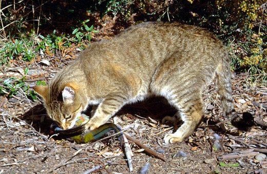 Türkiye yapsa dünya ayaklanırdı! Avustralya kedileri topluca imha ediyor