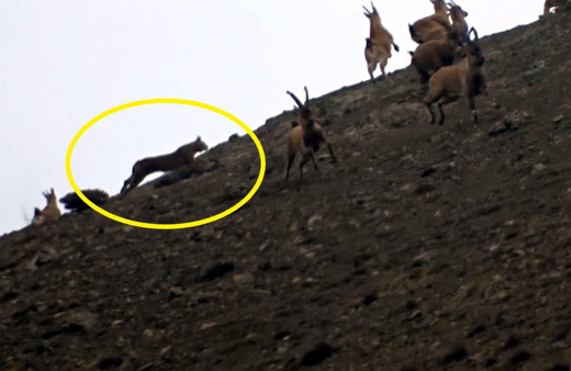 Erzincan'da vaşağın avlanma anı ilk kez kaydedildi