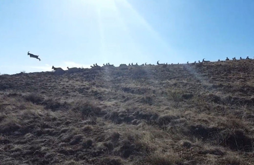 Erizncan'da Vaşak’ın dağ keçisi sürüsüne saldırı anı kamerada