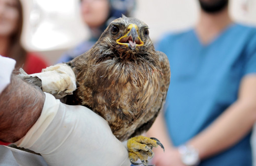 Yaralı kuş, kemik nakliyle hayata tutundu