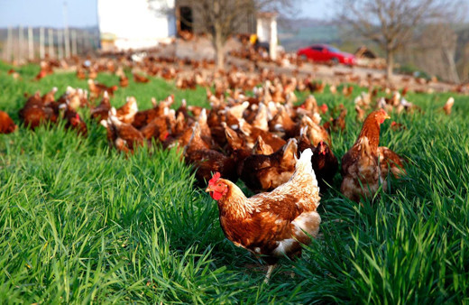 Bursa'da Müslüm Baba dinleyen tavuklara bakın ne oluyor