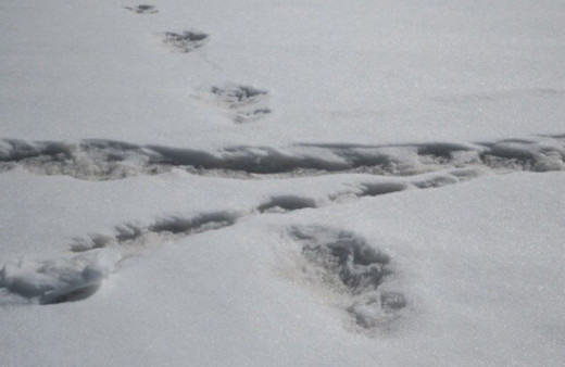 Ordu resmen açıkladı: Canavarın ayak izini bulduk
