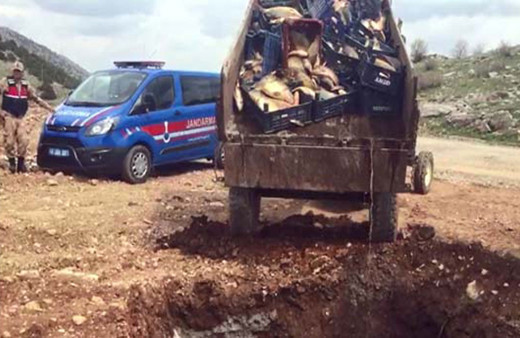 1 ton 200 kilo balık imha edildi!