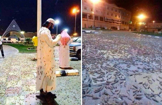 Çekirge istilası ülkeyi krize soktu Kızıldeniz üzerinden geldiler