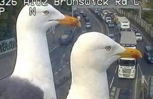 Martılar trafik kontrol kamerasını trolledi!