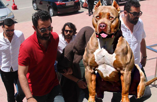 Esrar serasına pitbull ile koruma