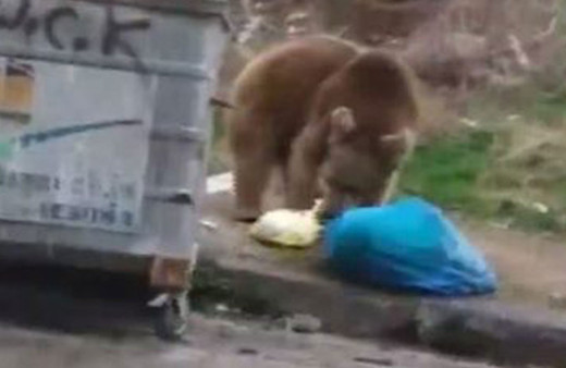 Sarıkamış’ta aç kalan ayı sokağa indi vatandaşlar telefonlarına sarıldı