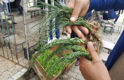 Zuzubak otu, kilosu 600 liradan alıcı buluyor