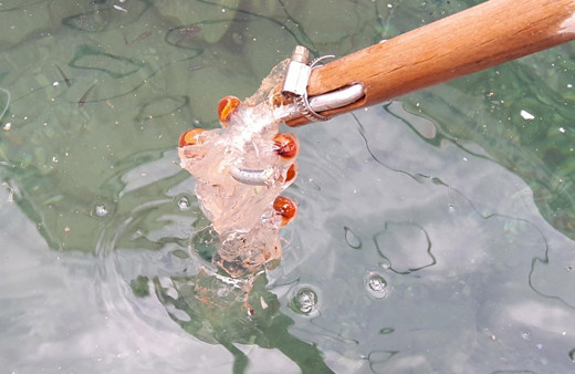 Datça'da balıkçılar tarafından ilk kez görüldü şaşırtan deniz canlısı