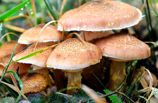 Bolu'da aynı aileden 4 kişi mantardan zehirlendi!