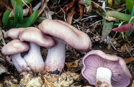 Cincile mantarı pazardaki yerini aldı