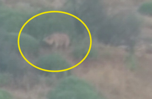 Hatay’da çizgili sırtlan familyası görüntülendi