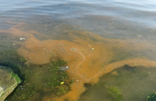 Silivri sahilleri kızıla boyandı!