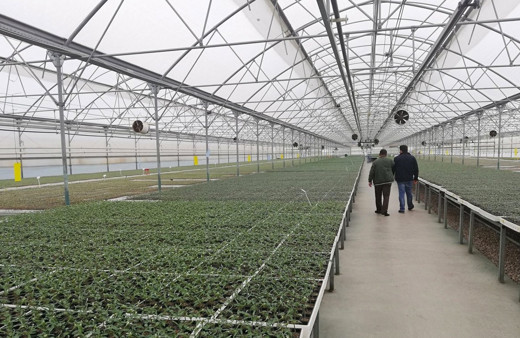 Meram’a sebze fidesi üretim tesisi kuruluyor