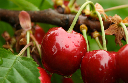 Kiraz üreticisi verimden memnun, yüksek maliyetten dertli