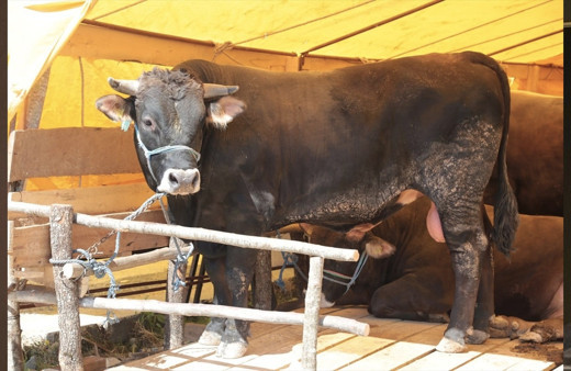 Kurbanlık satış fiyatları 2019 en düşük kurbanlık kaç para?