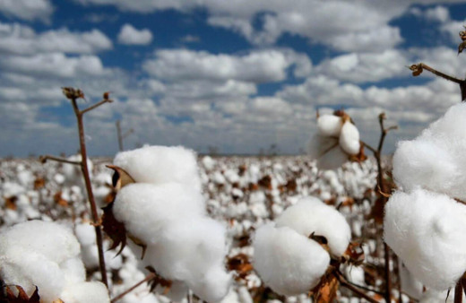 Aydın çiftçisi pamuk ve mısır desteklerinin ödenmesini bekliyor