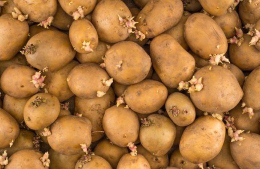 Niğde'ed patates deposunda göçük! Ölü ve yaralılar var