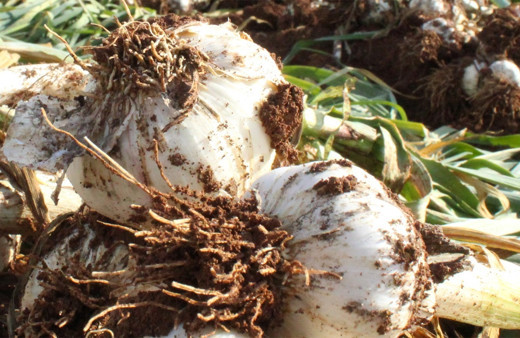 Sarımsak fiyatı herkesi şoke edecek! Taşköprü üretemedi fiyat fırladı