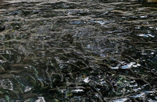 Su ürünleri ve hayvansal mamuller sektörü Brezilya’yı hedef pazar seçti