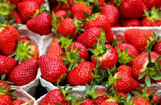 Yayladağı’ndan Rusya’ya çilek ihracatı
