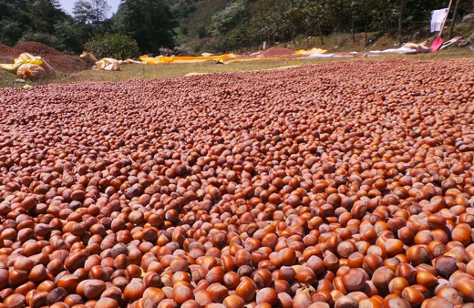 Fındık üretimine kelebeklerden engel