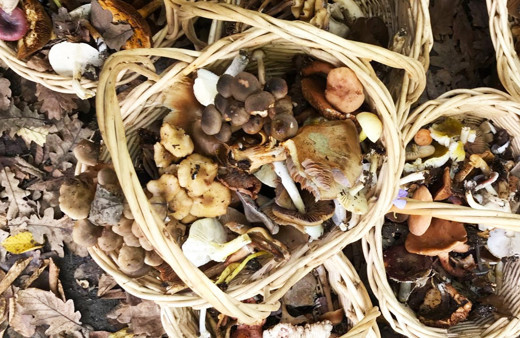 Mantar zehirlenmelerine dikkat!