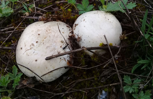Hakkari'de yağışlar arttı,  yaylalar mantarla doldu
