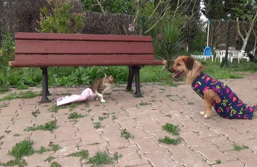 Engelli kedi ile köpeğin göz yaşartan dostluğu