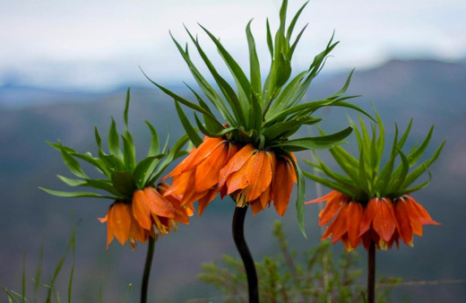 ‘Ağlayan Gelin’ meraklılarını bekliyor