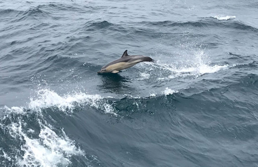 Yunus balıklarından görsel şov savaş gemileri ile yarıştı
