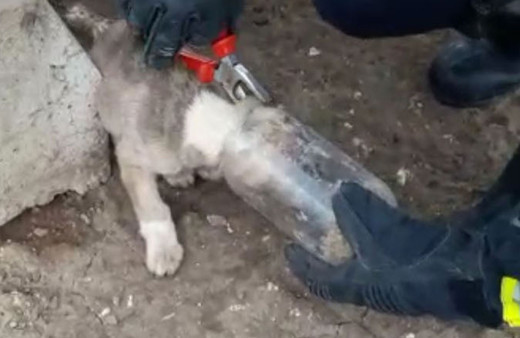 Başı şişeye sıkışan köpeği itfaiye kurtardı