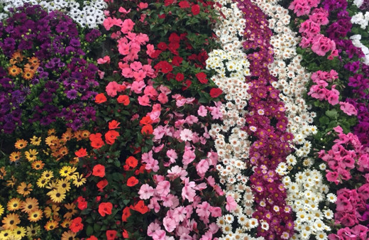 Manisa’da Çiçek Festivali ile renklendi