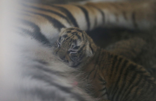 İstanbul'un "ilk" Bengal kaplanları dünyaya geldi işte o afacanlar