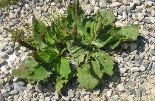 Sinir otu nedir? Sinir otunun hiç bilmediğiniz faydaları