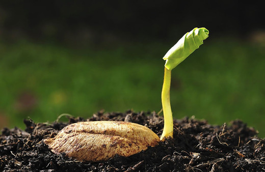 Bu bitkiler Mars'ta bile yaşayabiliyor! Kılık değiştiren kayalar sıradışı