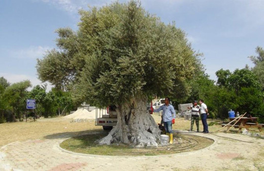 Cumhurbaşkanı Erdoğan'ın bahsettiği o ağaç! Tam 1300 yaşında