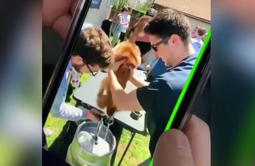 Vicdansızlar! Üniversite kulübünün partisinde 10 aylık köpeğe zorla bira içirdiler