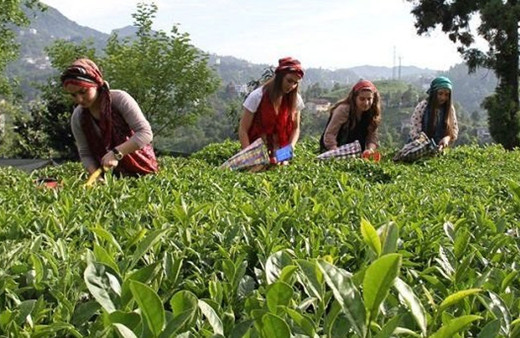 Yaş çay ürünü için kilogram başına 13 kuruş fark ödenecek