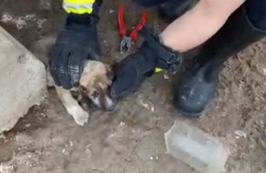 Kafasını cam kavanoza sıkıştıran köpeği itfaiye ekipleri kurtardı