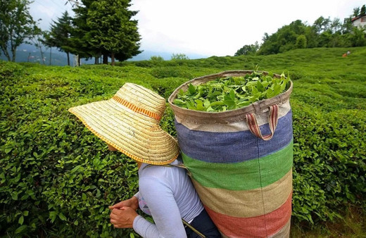 Yaş çay taban fiyatı ne kadar olacak?