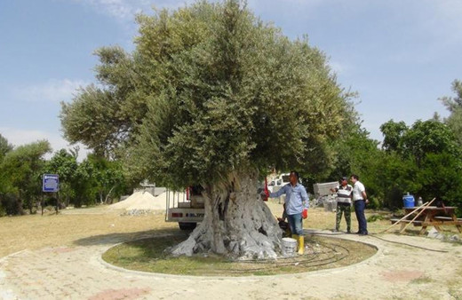 Cumhurbaşkanı Erdoğan'ın bahsettiği ağaç 1300 yaşında